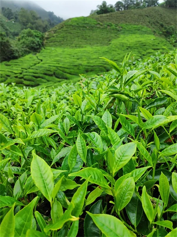 ツル植物で家を涼しく！自然の冷房効果とおすすめ7選を紹介