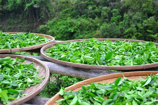 【実体験】睡眠に良い植物7選｜寝室に置くだけで効果を実感できる