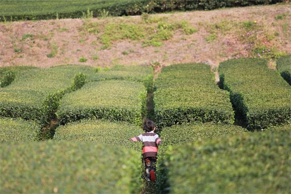 バレンタインデーに贈る観葉植物7選｜初心者でも育てやすいハート型を厳選