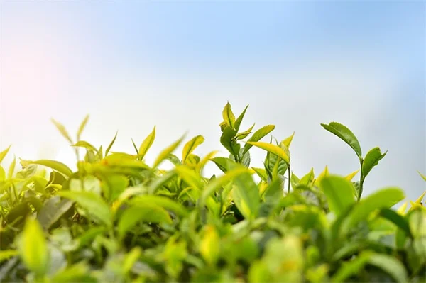秋植え宿根草のメリットとおすすめ品種5選