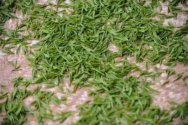 植物が全部枯れる原因と根のトラブル解決法をプロが解説