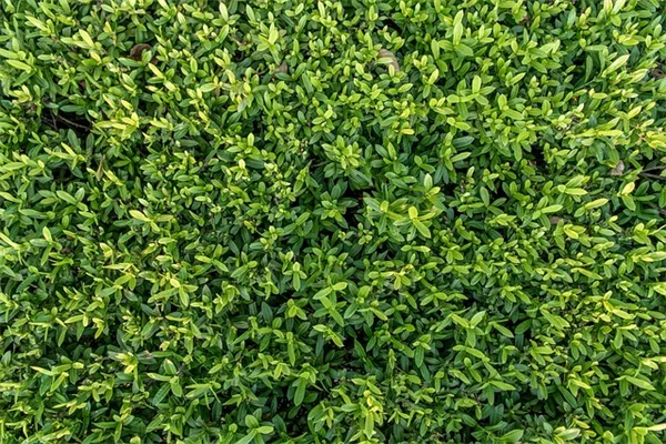【体験談】蜂 駆除 植物を庭で試してみた結果