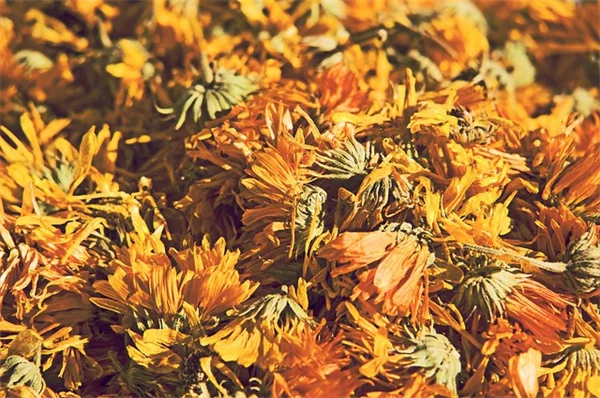 植物の首輪の作り方と効果｜トイレットペーパーの芯で簡単DIY