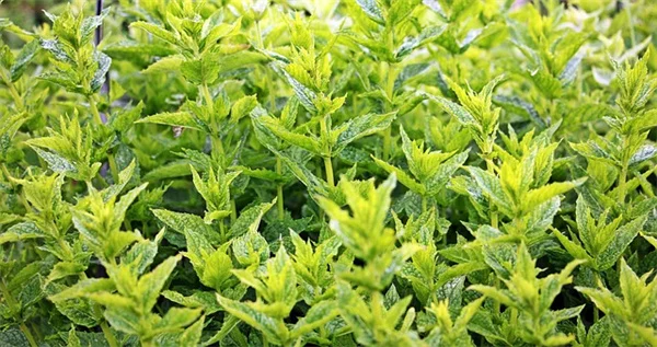 ダリアの開花後にやるべき作業、枯れ花摘みから球根保管まで